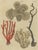 Bertuch, Four Corals, 1790, Engraving For Sale - Image 3 of 9