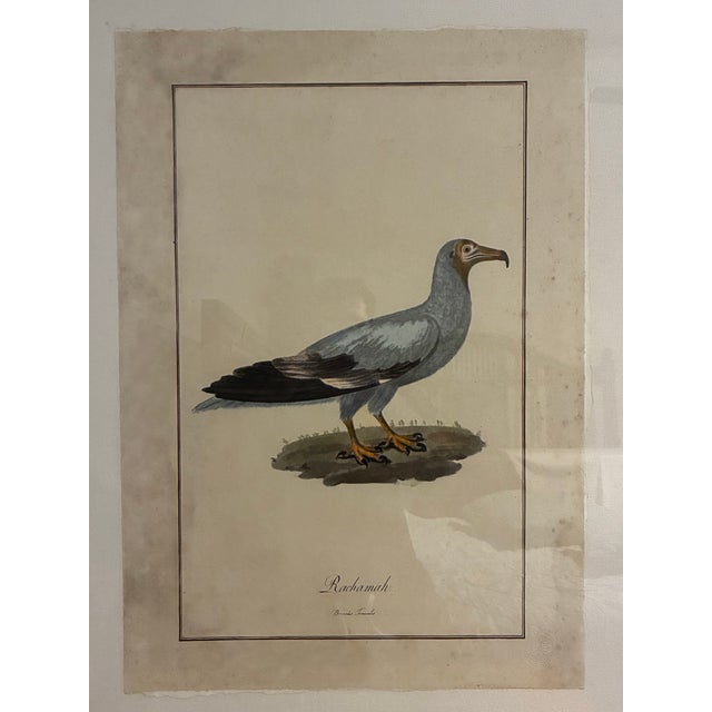 Large-format ornithological print by Natural Curiosities, depicting the historic Rachamah, or “Bird of Pharaoh,” after the...