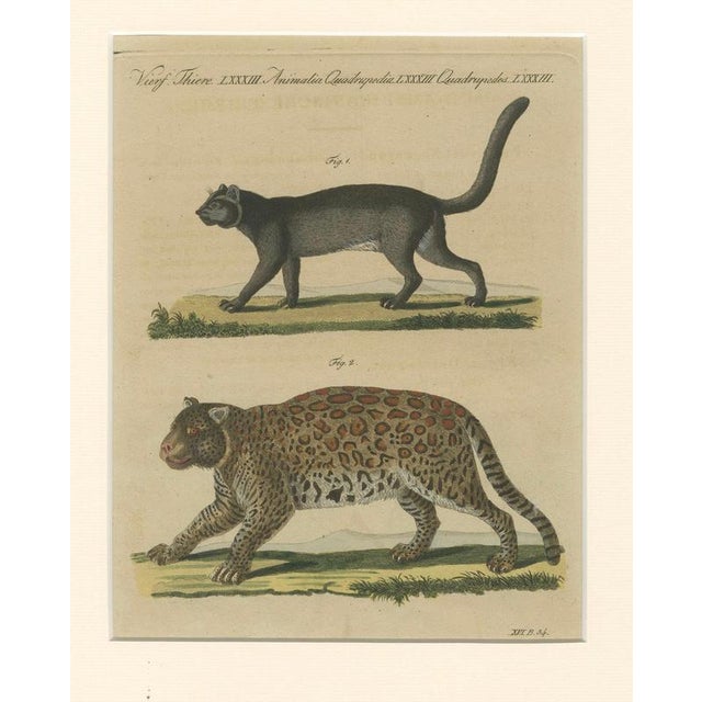 Bertuch, Jaguar & Jaguarundi, 1813, Engraving For Sale - Image 3 of 9