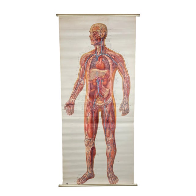 Vintage Anatomic School Poster the Blood System from Deutsches Hygiene Museum Dresden GDR (East Germany), 1976 For Sale