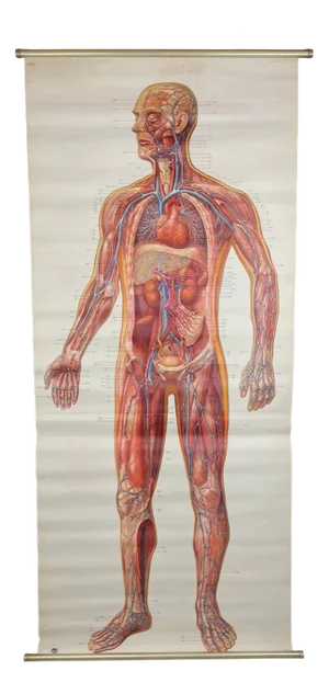 Vintage Anatomic School Poster the Blood System from Deutsches Hygiene Museum Dresden GDR (East Germany), 1976