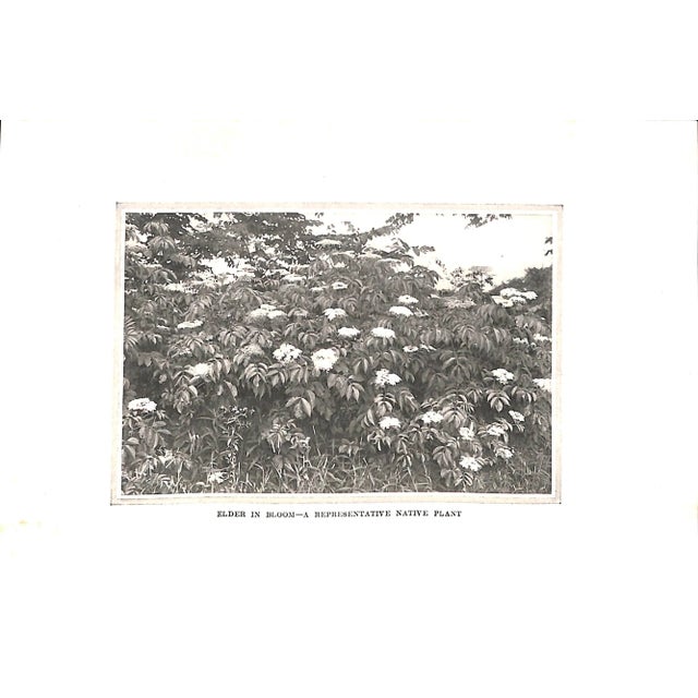 Paper "Four Seasons in the Garden" Book 1907 Rexford, Eben E. For Sale - Image 7 of 10