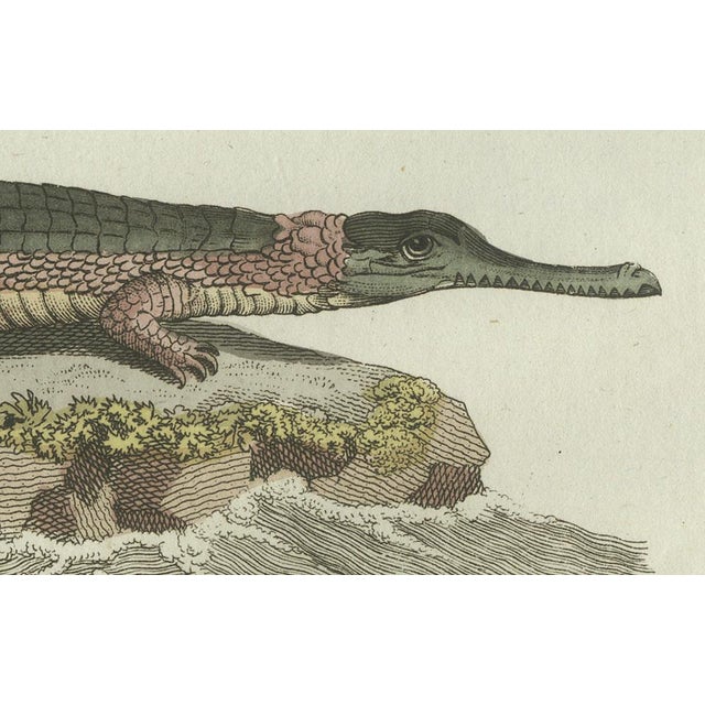 Bertuch, American Crocodile and Gharial, 1802, Engraving For Sale - Image 3 of 10