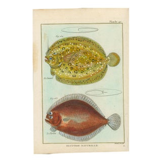 Antique French Histoire Naturelle Engraving – Turbot & Flounder, 1770-90's Modern Color For Sale