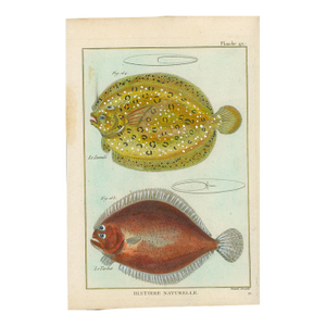 Antique French Histoire Naturelle Engraving – Turbot & Flounder, 1770-90's Modern Color