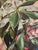 Wood Mid Century Floral Still Life Oil Painting in Period Carved Frame For Sale - Image 7 of 16