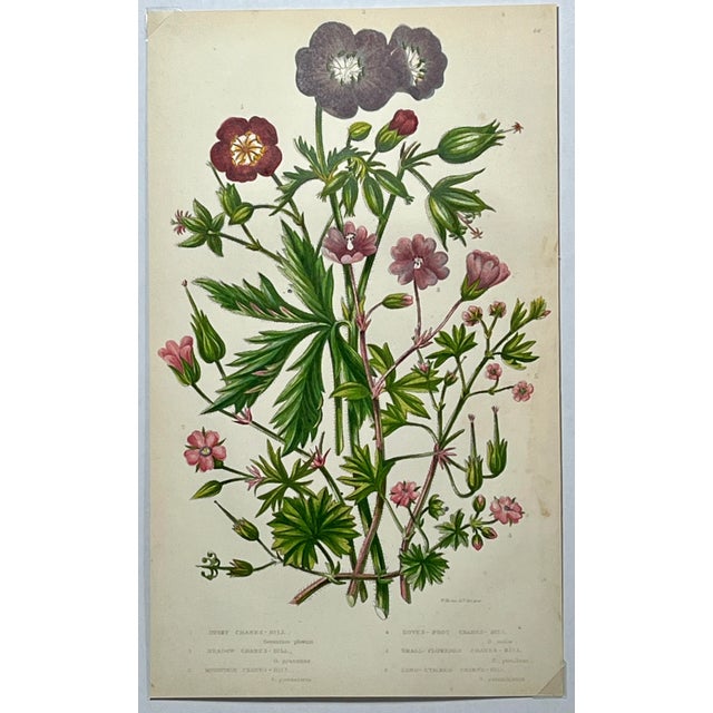 Antique Hand Colored Botanical Print /Illustration by W Dikes Co Demonstrating Various Types of Cranes-Bill Flowers From England- Circa 1870 For Sale - Image 12 of 12