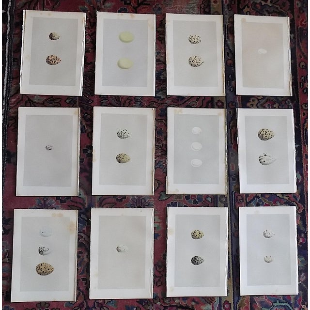 Antique 19th Century Hand Colored Egg Lithographs - Set of 12 For Sale - Image 9 of 9