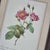 Pierre-Joseph Redouté, Roses, 1950s, Lithographs, Framed, Set of 2 For Sale - Image 9 of 18