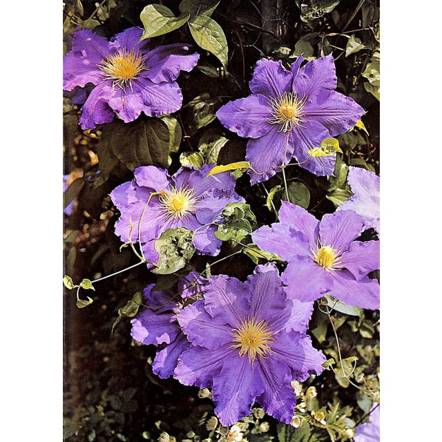 "Flowers in History" 1970 Coats, Peter For Sale - Image 10 of 12