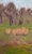 This landscape oil painting was painted onsite, "en plein air" in Goochland County, Virginia, at Historic Tuckahoe. The...