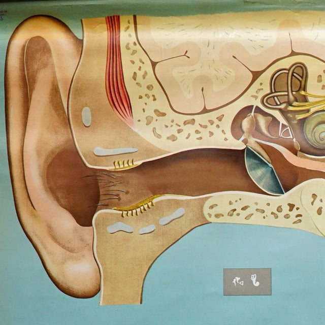 A large medical wallchart illustrating the human sense of hearing and the sense of balance (equilibrum organ). Published...