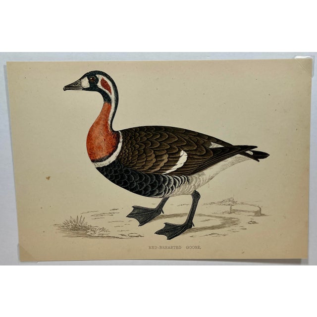Antique Hand Tinted Bird Print From England Featuring a Red Breasted Goose - Circa 1880. Print measures 6 3/4” W x 4 5/8”...