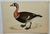 Antique Hand Tinted Bird Print From England Featuring a Red Breasted Goose - Circa 1880. Print measures 6 3/4” W x 4 5/8”...