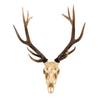 Ivory Deer Skull Wall Décor For Sale