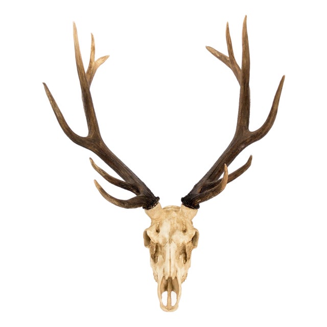 Ivory Deer Skull Wall Décor For Sale