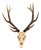 Ivory Deer Skull Wall Décor For Sale