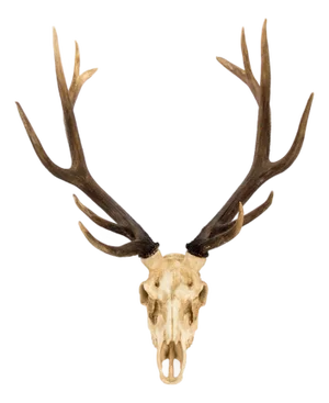 Ivory Deer Skull Wall Décor
