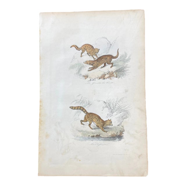 French Antique 18th Century "La Genette" Animal Engraving Hand Colored Signed Artwork For Sale