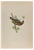 Alexander Francis Lydon, Firecrest, Woodcut Print, 1870 For Sale