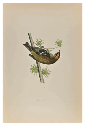 Alexander Francis Lydon, Firecrest, Woodcut Print, 1870