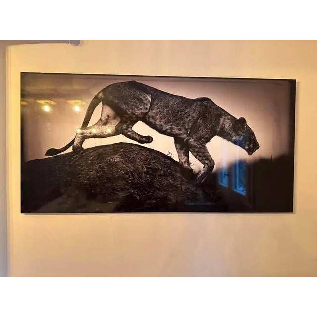 "Hunting Lioness" Black and White Photograph, Laurent Baheux A large-scale black-and-white photograph by French wildlife...