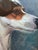 Antique Original Dog Lithographic, Framed Dog Portrait For Sale - Image 4 of 10