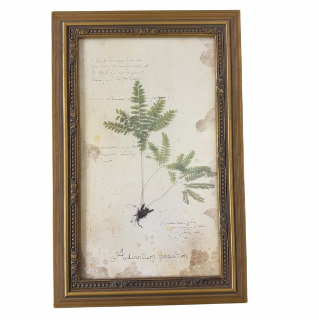 Vintage Botanical Fern Framed Print - A Pair For Sale - Image 4 of 4