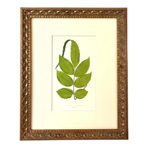 Antique Botanical Lithograph of a Fern Print by Edward J. Lowe London C.1867