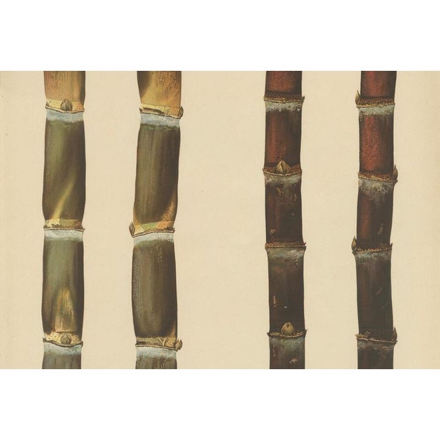 Sugarcane, 1892, Paper For Sale - Image 3 of 10