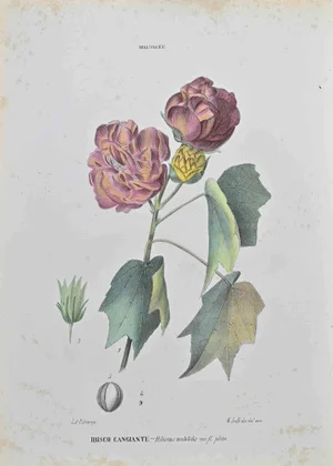 Vincenzo Tenore, Iridescent Hibiscus, Lithograph, 1870s