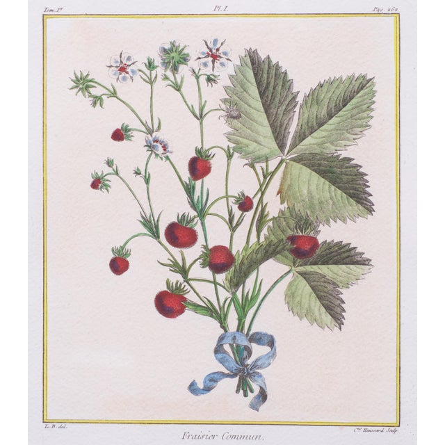 18rh century Hand colored Strawberry Engraving by Elisabeth Haussard 1700- 1804 Author: Henri-Louis Duhamel du Monceau...