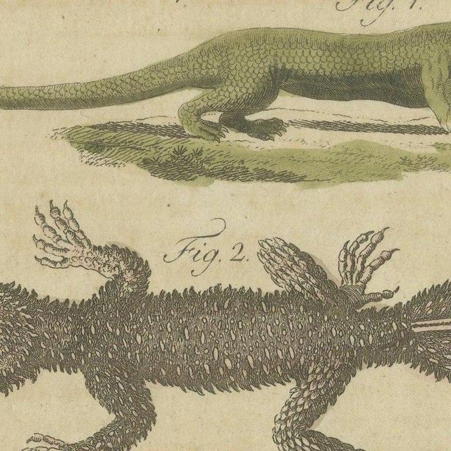 Bertuch, Lizards and Newts, Eight Species, 1805, Print For Sale - Image 4 of 12