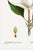 Southern Magnolia, Redouté Botanical Print, 32" X 48" For Sale - Image 4 of 8