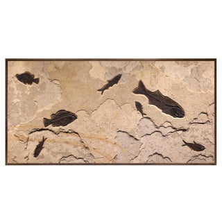 Fossil Fish Mural 7004cm For Sale