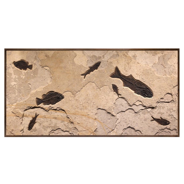 Fossil Fish Mural 7004cm For Sale