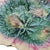 Griffin Smith & Hill Etruscan Majolica Begonia Leaf Plate 9.25" For Sale - Image 12 of 14