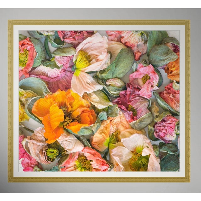 Exquisite colorful poppies past their peek of life, but still retain their beauty, texture and uniqueness. You can add...