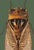 The series was produced by CFA editions from original pochior prints by E.A. Seguy. The series of insects that Seguy...
