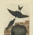 Sepp & Nozeman, Bird Illustration of the Barn Swallow, 1770, Print For Sale - Image 3 of 5
