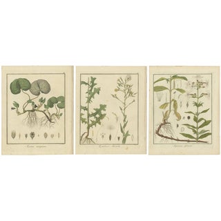 Hayne, European Wild Ginger and Prickly Lettuce and Common Soapwort, 1819, Engravings, Set of 3 For Sale