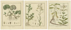 Hayne, European Wild Ginger and Prickly Lettuce and Common Soapwort, 1819, Engravings, Set of 3