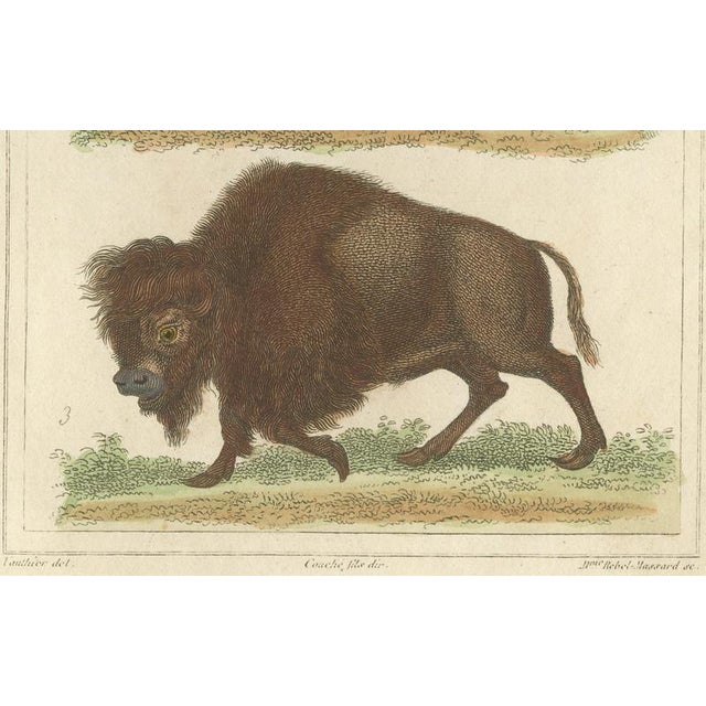 Gold Buffon Dromedary Camel, Buffalo & Bison, 1835, Engraving For Sale - Image 8 of 10