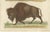 Gold Buffon Dromedary Camel, Buffalo & Bison, 1835, Engraving For Sale - Image 8 of 10