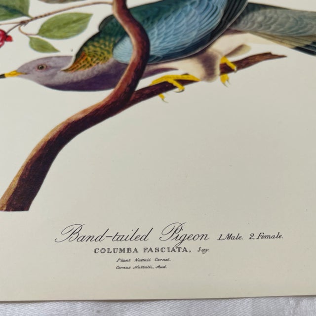 1964 Band-Tailed Pigeon Reproduction Print After Audubon For Sale - Image 12 of 13