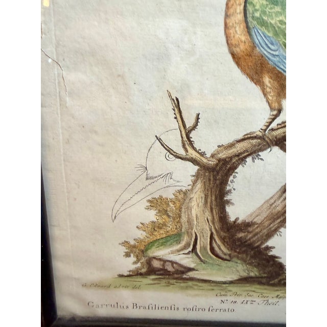 Pair Antique Original George Edwards Bird Prints, Framed For Sale - Image 13 of 15