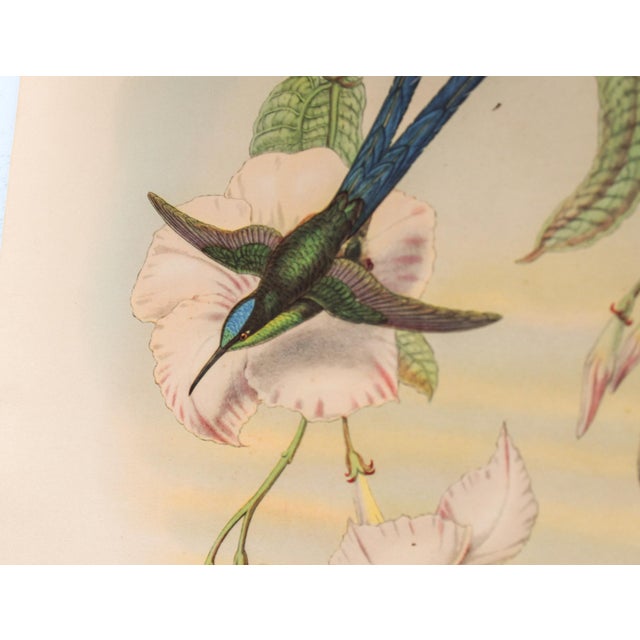 Green Set of 4 1946 John Gould Hummingbird Lithograph | Vintage Bird Print | i.b. Fischer Co. | 16 X 20 | Botanical Wall Art For Sale - Image 8 of 17