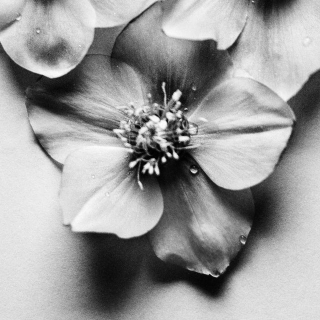 Black Hellebore no.3 - Black and White Floral Photography, Limited Edition 10 2024 For Sale - Image 3 of 4