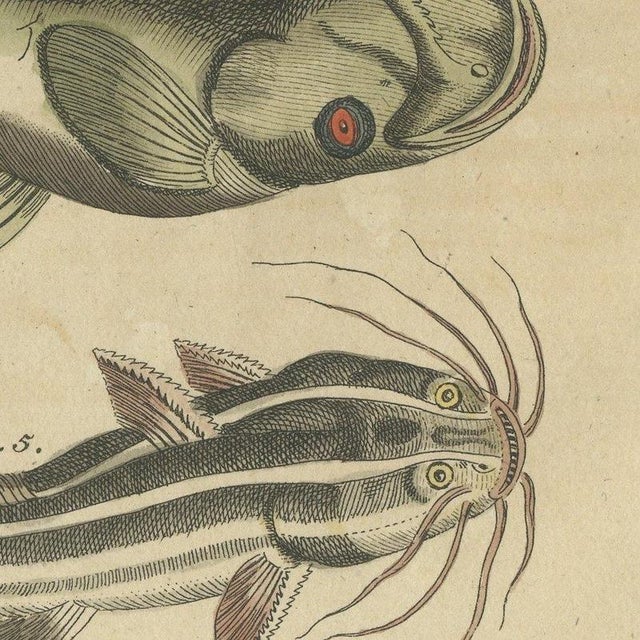 Bertuch, Five Catfish with Long Barbels, 1815, Print For Sale - Image 6 of 12