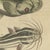 Bertuch, Five Catfish with Long Barbels, 1815, Print For Sale - Image 6 of 12